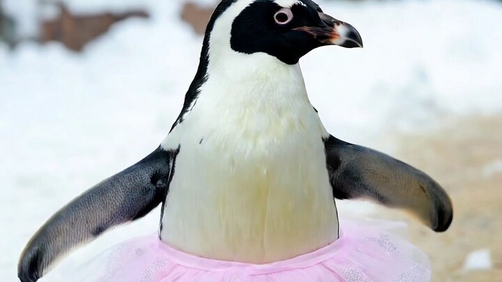 The Ballet-Dancing Penguin: Snow, Tutus, and Pure Charm