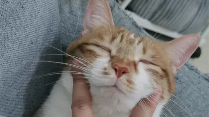 แมวเหลืองของฉันเอาผ้าปูที่นอนของฉันไปถูตัวนกนางแอ่น