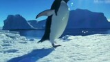 [Phim&TV] Chim cánh cụt Adelie đầu gấu