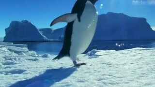 [Movie&TV] Kisah Kocak Adelie, Si Penguin Perundung