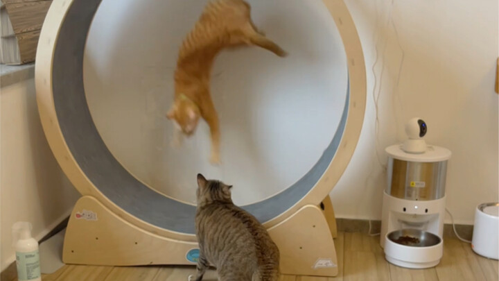Kucing di rumah orang lain menangkap tikus, kucing di rumah saya malah menangkap kucing...