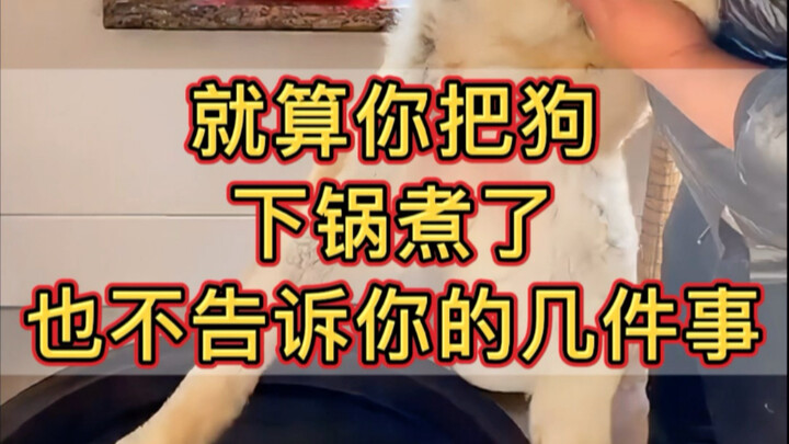 Bahkan jika Anda membelah anjing menjadi dua, melemparkannya ke dalam air, dan merebusnya, ada beber