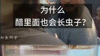 Tại sao trong giấm cũng có sâu?