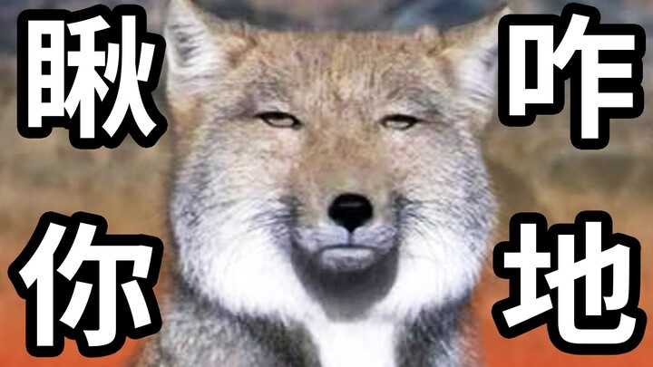 【เสี่ยวเสีย】อยากเป็นต๋าจีของคุณ ทำให้บ้านเมืองวุ่นวาย~ รวมสัตว์น้อยน่ารักสุดๆ ตอนที่สิบ "ดินแดนที่ยั