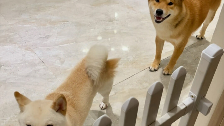 Mom's Big Boy (I'm Erbao)