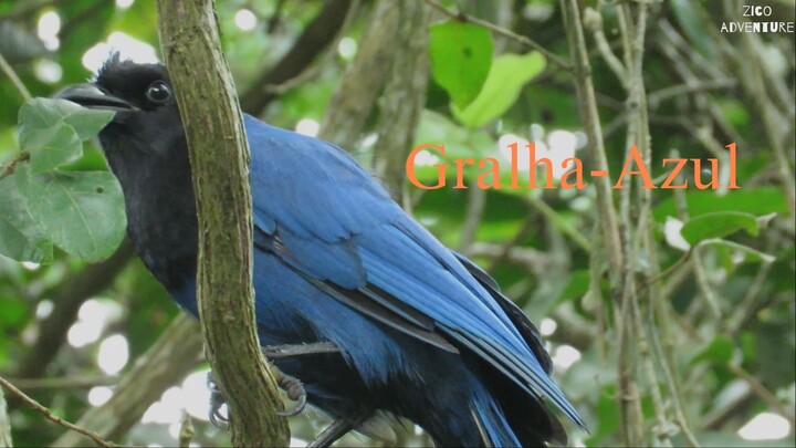 Gralha-Azul Cyanocorax caeruleus ZiCoAdventure