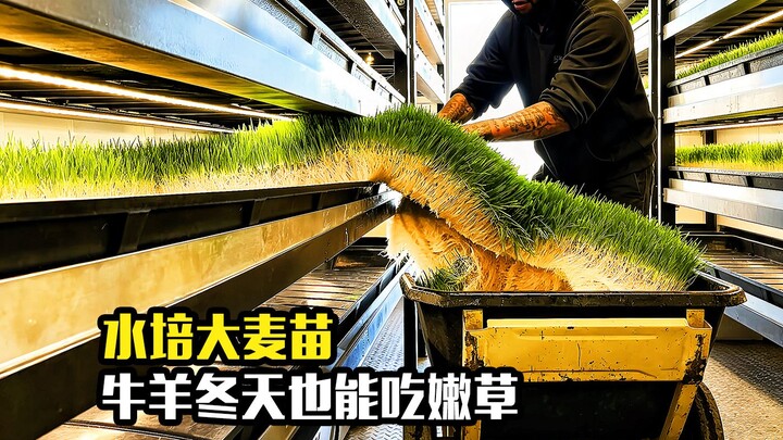 1 tấn hạt giống biến thành 8 tấn cỏ tươi trong 7 ngày? Trồng mạ lúa mạch thủy canh giúp bò và cừu vẫ