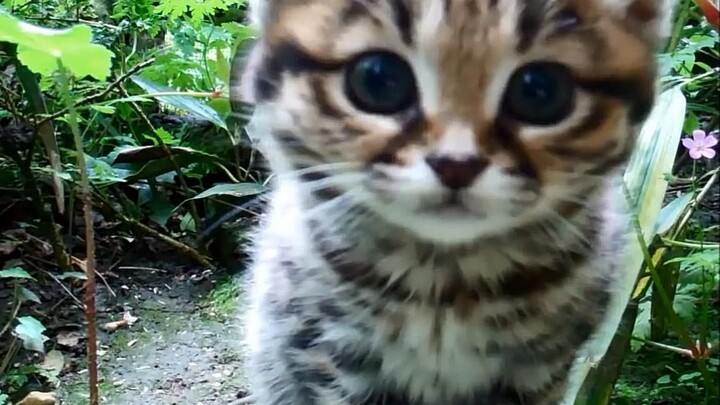Black-footed cat: "Africa's cutest yet fiercest predator"