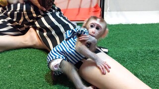Baby monkey Mino fully Entertained after milk