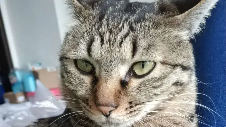 狸花猫 在打架这件事上 没几个比我厉害 Bilibili