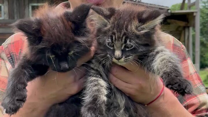 Gongga memang sudah tiada, tapi sudah ada penerusnya, dua ekor kucing Maine Coon yang menggemaskan