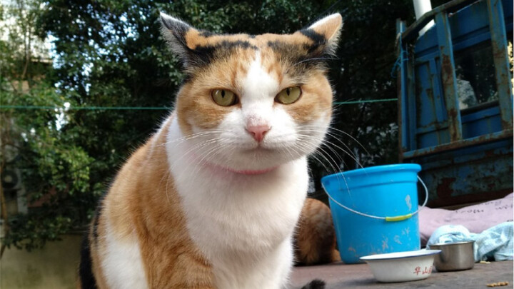 Kucing tiga warna ini suka berkelahi dengan semua kucing, jadi sebut saja dia nggak punya teman deh!