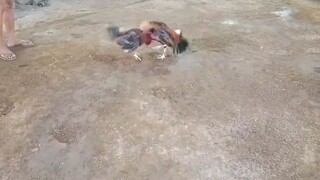 testfight