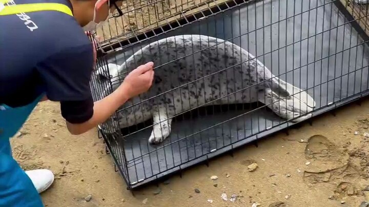 Release the leopard bandits!