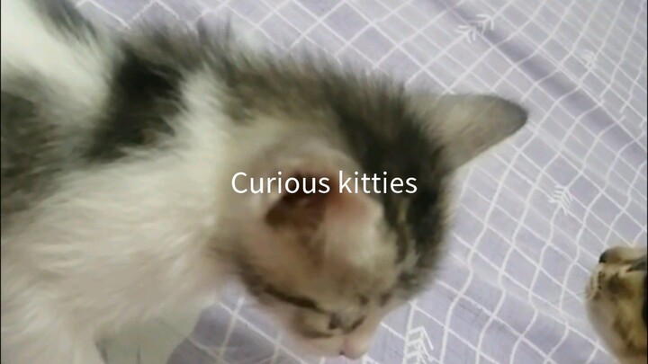 Curious kitties