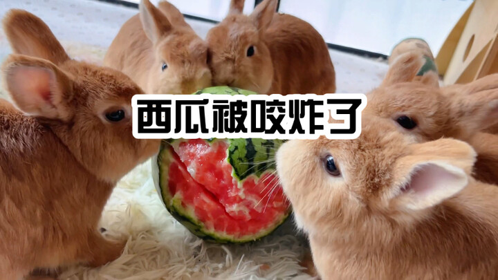 Rabbit Peeler