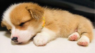 [Anjing Imut] Kumpulan kekonyolan Corgi