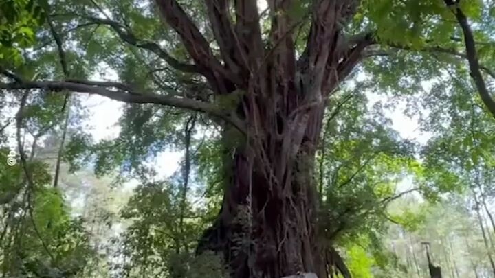 Beji Antaboga, Glennmore, Banyuwangi, Jawa Timur