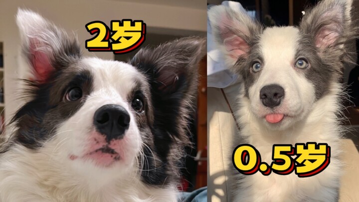 Don’t all Border Collie owners start by raising a donkey first?