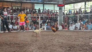 Zamboanga White Stag