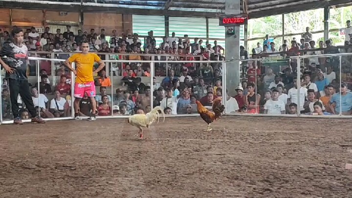 Zamboanga White Stag