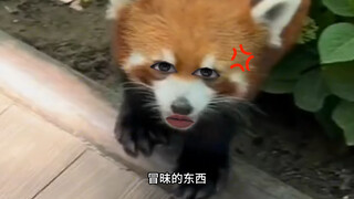 Red Panda: Impudent guy