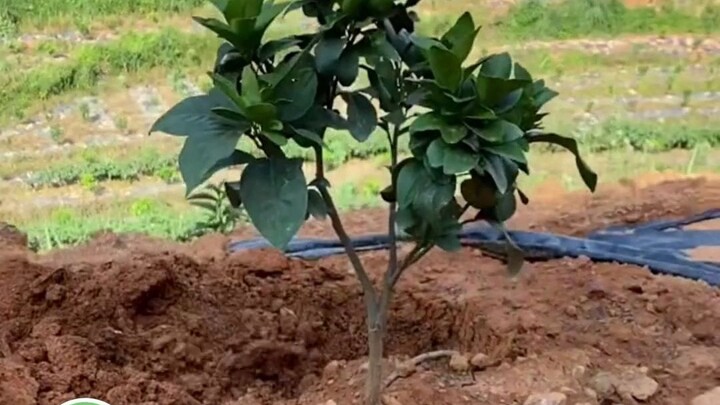 What do you do when a little tree won’t behave? Just threaten it a bit—that’ll teach it! #Entertainm