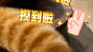 不rua到望仔尾巴我是不会罢手的╭(╯^╰)╮