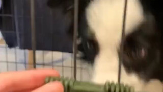 الكلب: أحمق