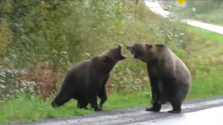 Angry Grizzly bears fighting National Geographic Animals