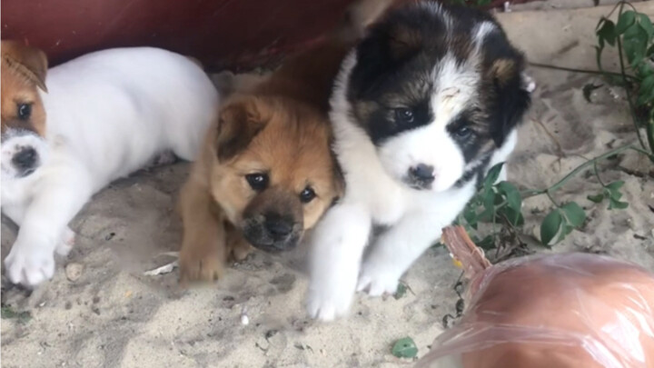 Thủy triều rút rồi, tan làm rồi, đi cho chó ăn thôi.