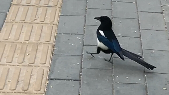 The magpie trailing the embassy