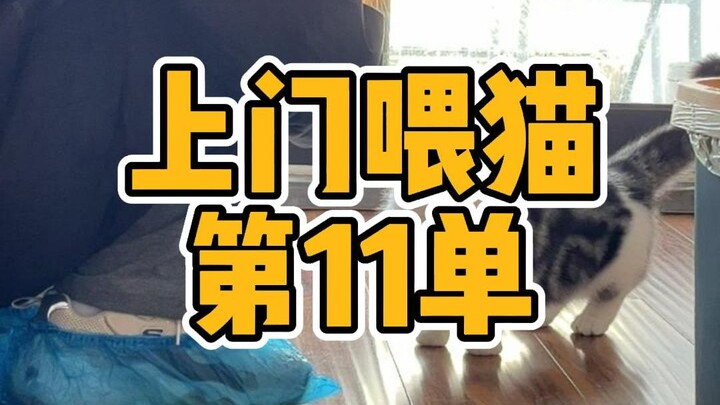 Vlog cho mèo tại nhà số 11 | Chú cún đeo bám chân ngắn Đậu Bao siêu đáng yêu!!!! (Phiên bản lưu trữ 
