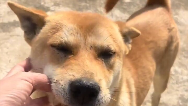 Libur terlalu awal, jadi hanya bisa bermain dengan anjing kecil di rumah