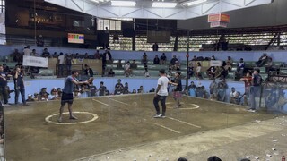 3 W 1 L AT TAGAYTAY COCKPIT ARENA 2ND FIGHT CHAMPION MY PERSONAL BROODCOCK