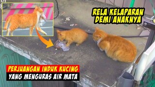 Bikin Terharu!! Kisah Perjuangan Induk Kucing Oren dalam Merawat Anak-anaknya