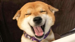 Tik Tok Chó Mèo Hài Hước Nhất Thế Giới | Funniest And Cutest Dogs And Cats | TRY NOT TO LAUGH