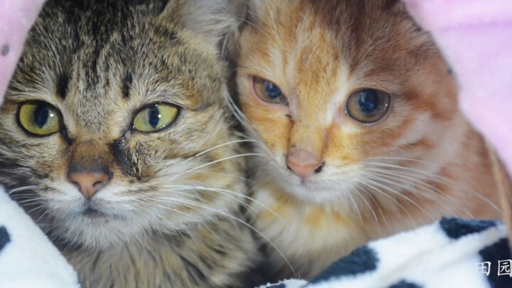 Pig Year pig-raising diary: On the third day after bringing home a stray little kitten, it already c