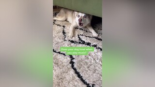 I guess Copper likes my music 😂 learnontiktok