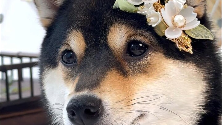 سبا مان يو الجديد على الطراز الصيني الحديث