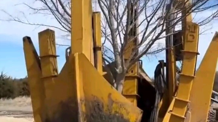 So this is how they plant trees abroad—looks absolutely amazing!