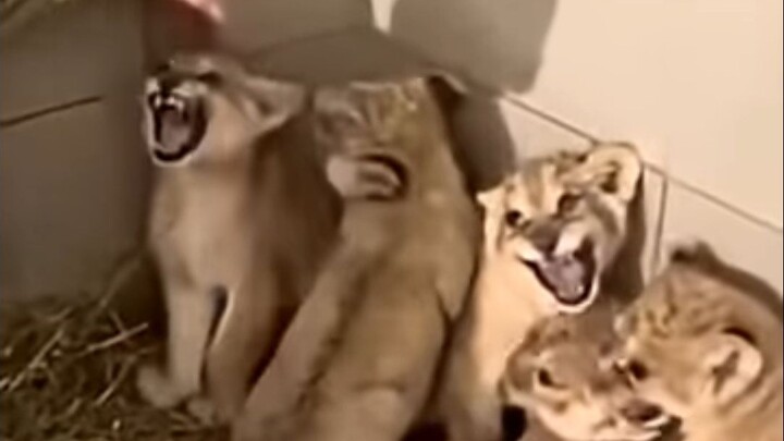 Làm thế nào để dùng một tay dỗ dành chú sư tử con cực dữ?