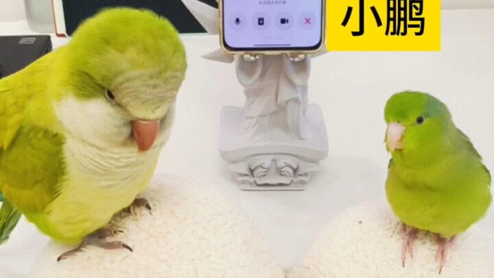Bilingual Chick Kindergarten Cultural Performance