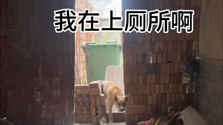 Chó màu phân vàng thực sự quá nhiều mưu mẹo.