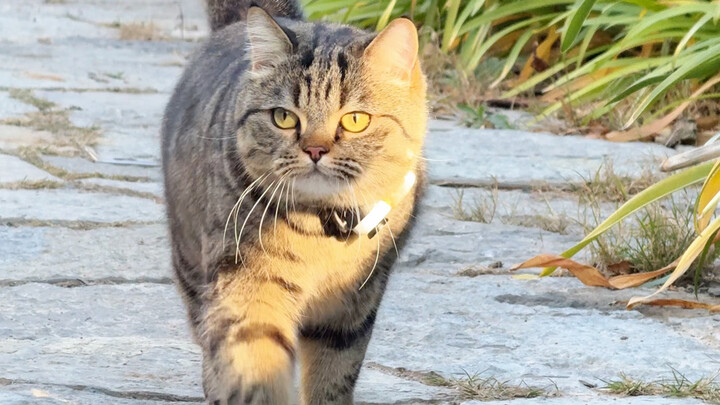 Kucing-kucing pada umumnya kalau dilepas langsung kabur, kenapa yang di rumah saya ini tinggal dipan