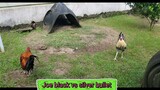 Cocks joe black vs silver bullet
