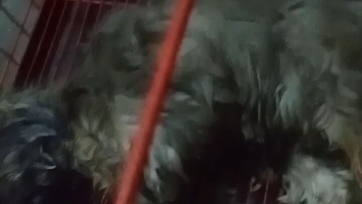 fly high my little girl