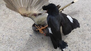 The most embarrassing attack of the Birds of Prey, the plot twists too quickly