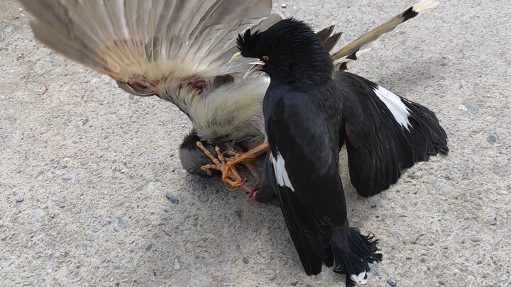 Serangan paling memalukan dari Burung Pemangsa, alur ceritanya terlalu cepat berputar