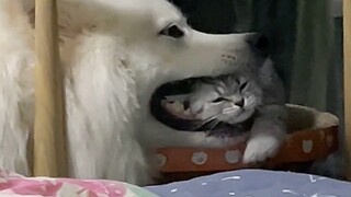 Cuối cùng đã tìm ra lý do mèo ghét chó!